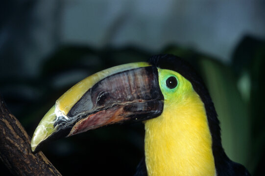 Toucan tocard,.Ramphastos ambiguus , Yellow throated Toucan
