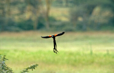 Euplecte à longue queue,.Euplectes progne, Long tailed Widowbird, Afrique du Sud