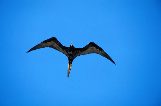 Fr&eacute;gate du Pacifique, Grande fr&eacute;gate, .Fregata minor, Great Frigatebird,  Arcchipel des Galapagos, Equateur