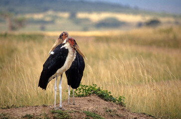 Marabout d'Afrique, Leptoptilos crumenifer, Marabou Stork, Réserve de Masai Mara, Kenya