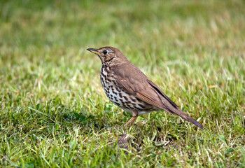 Grive musicienne,.Turdus philomelos, Song Thrush
