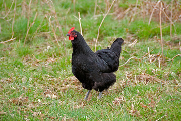 Poule, race Aquitaine