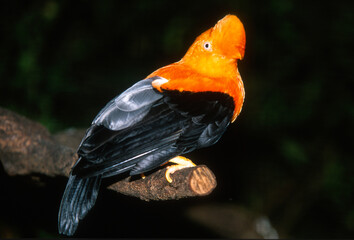 Coq de roche orange,.Rupicola rupicola, Guianan Cock of the rock, Pérou