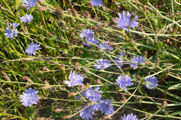Background from blue chicory blooming, close-up. Violet flowers of chicory plant for publication, poster, screensaver, wallpaper, postcard, banner, cover, post. High quality photo