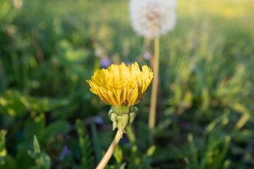 One bloom dandelion and one fluffy dandelion on a blurred green field, close-up. Dandelions background for post, screensaver, wallpaper, post, poster, banner, cover, website. High quality photo