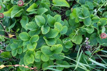 Strawberry bushes, top view. Green leaves strawberry in the grass for publication, design, poster, calendar, post, screensaver, wallpaper, postcard, banner, cover, website. High quality photo