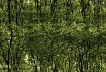 Obraz premium forest in the morning