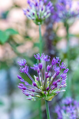 Purple Allium flower, close-up, blurred background.