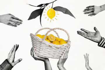 Composite photo collage of big basket yellow juicy sweet lemon fruit branch leaves plant people...