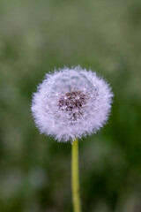 Faded dandelion, drops close-up, blurred background.