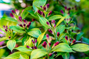 Weigela Princess Pink Rozhevy Florium. Buds. Flowers