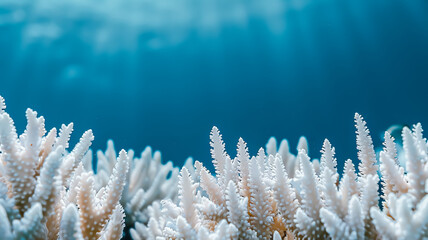 Coral bleaching effect with climate change or global warming concepts.nature environmental and biology. undersea background - obrazy, fototapety, plakaty