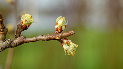 Young leaves bloom on a pear tree in the garden
