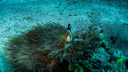 필리핀 바다의 아름다운 스쿠버사진입니다.
