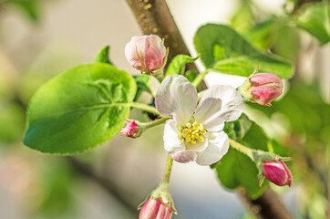 Blooming apple tree flower on a branch close-up