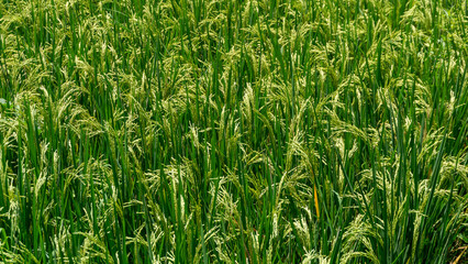 Paddy rice field at the sunny day. Green rice field