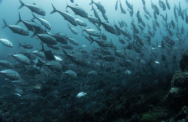 Fototapeta na wymiar 필리핀 바다의 아름다운 스쿠버사진입니다.