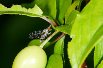 Bohrfliegen,  Campiglossa misella,  an  einer grünen Steinfrucht,  an  einem  Steinfruchtstängel