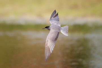 Black tern (Chlidonias niger) in flight. Nature reserve of the Isonzo river mouth, Isola della Cona, Friuli Venezia Giulia, Italy. Copy space image