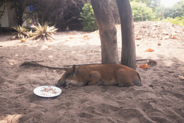 Fototapete bei efototapeten.de bestellen   