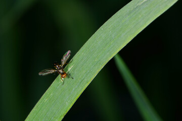 Breitmundfliegen,  Rivellia syngenesiae