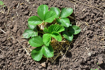 a strawberry plant on the garden bed isolated top view  