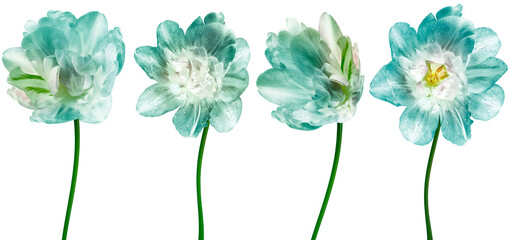 Set  tulips flowers   on   a white isolated background with clipping path. Closeup. For design. Transparent background	