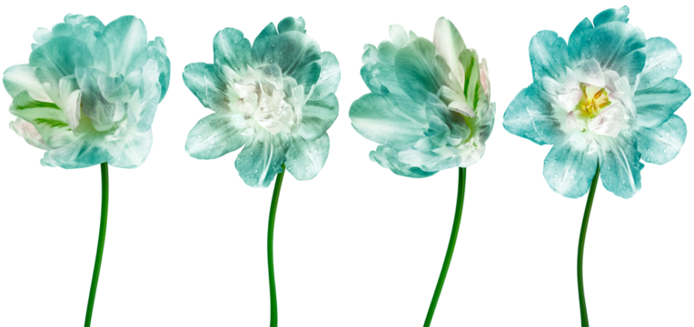 Set  tulips flowers   on   a white isolated background with clipping path. Closeup. For design. Transparent background	 - Powered by Adobe