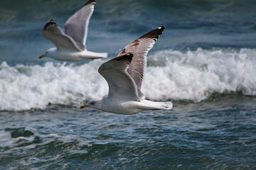 The beauty of the seagull on the Baltic Sea beach.