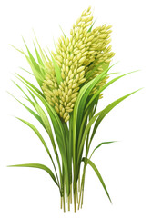 Fototapeta premium PNG Rice plant wheat food.