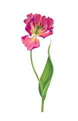 Pink tulip. Botanical watercolor illustration on a transparent background. Open petals, stamens and pistil, curved stem and green leaf.