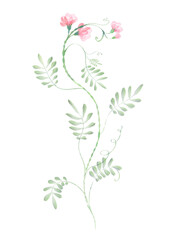 Sweet pea flower. Watercolor Botanical illustration on a transparent background. Curved stems, narrow green leaves, translucent pink flowers. Digital painting in the style of watercolor painting.
