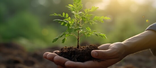Fototapeta premium portrait of a human hand holding a young plant to be planted in the garden with a background of morning sunlight