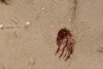 This red piece of seaweed lay washed up on the beach in this image. The tides of the saltwater...
