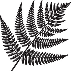 fern leaf isolated on black desain and white begraund