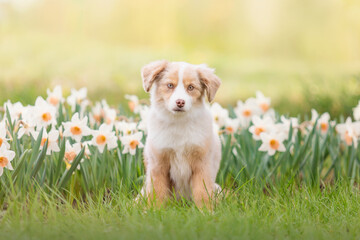 The Miniature American Shepherd puppy in daffodils flowers. Dog in flower field. Blooming. Spring