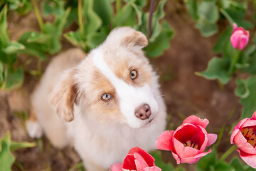 The Miniature American Shepherd puppy sitting and looking up in tulips. Dog in flower field....