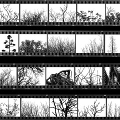 trees and plants film proof sheet