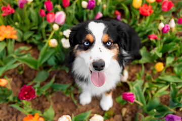 The Miniature American Shepherd dog sitting and looking up. Dog in flower field. Blooming. Spring....