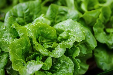 Hydroponic lettuce varieties thriving in a greenhouse, offering crisp and fresh salad greens with minimal environmental footprint.