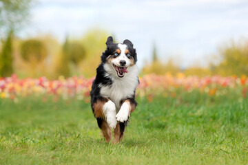 The Miniature American Shepherd dog running in tulips. Dog in flower field. Blooming. Spring.