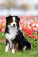The Miniature American Shepherd dog sitting in tulips. Dog in flower field. Blooming. Spring. Blue...