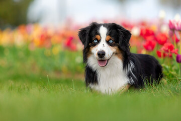 Naklejka na ściany i meble The Miniature American Shepherd dog sitting in tulips. Dog in flower field. Blooming. Spring. Blue eyes dog