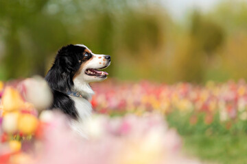 The Miniature American Shepherd dog sitting in tulips. Dog in flower field. Blooming. Spring. Blue...