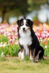 Fototapeta premium The Miniature American Shepherd dog sitting in tulips. Dog in flower field. Blooming. Spring. Blue eyes dog
