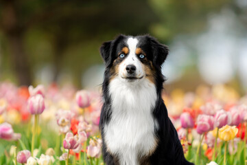 The Miniature American Shepherd dog portrait in tulips. Dog in flower field. Blooming. Spring.