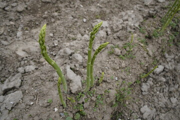 Green asparagus (Asparagus), from Latin asparagus, is a genus of plants in the asparagus family, Bad Abach - Bavaria, Germany.