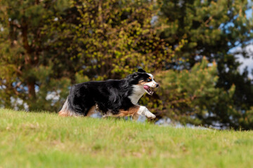 Dog running and running in the park. Australian Shepherd. Miniature American Shepherd dog. Natural tail
