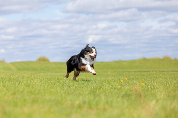 Naklejka na ściany i meble Dog running and running in the park. Australian Shepherd. Miniature American Shepherd dog. Natural tail