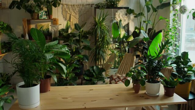 No people pan of interior of eco-conscious potted houseplant shop during workday, in natural light, with large wooden table, furniture, shelves and assortment of goods